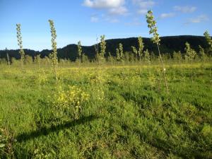 A-different-Populus-sps-surrounded-by-yellow-mustard-flowers_Field-lunch-site_Clatskanie