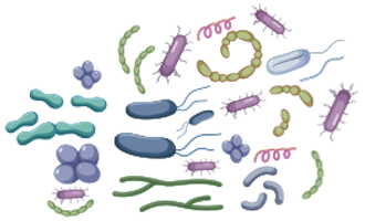 Bacteria