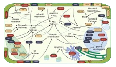 Pmi Diagram