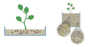 Pmi Sprout Drawing