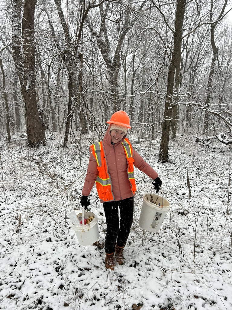a researcher carrying buckets of stems in the snow