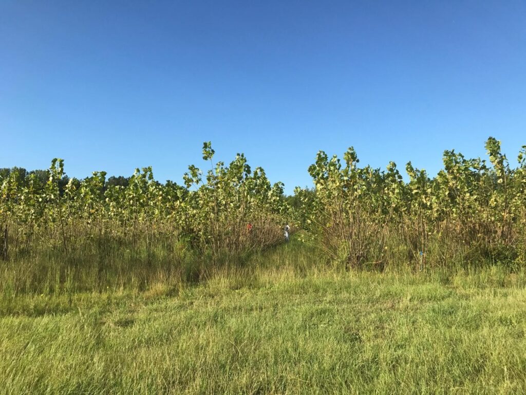 full field of poplar trees