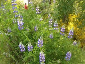 Beautiful-and-highly-fragrant-lupine-can-see-Jerry-in-the-background