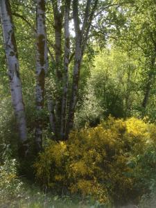 Bunch-of-Populus-trees-surrounded-by-ornamental-invasive-weed-yellow-flowers