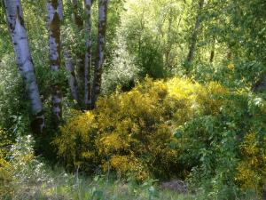 Clump-of-native-Populus-trees-along-Columbia-river