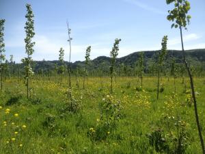 Field-with-different-types-of-Populus-amid-Mustard-flowers_-Clatskanie